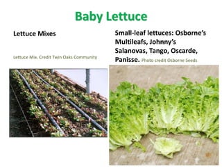 Baby Lettuce
Lettuce Mixes Small-leaf lettuces: Osborne’s
Multileafs, Johnny’s
Salanovas, Tango, Oscarde,
Panisse. Photo c...