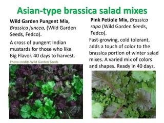 Asian-type brassica salad mixes
Wild Garden Pungent Mix,
Brassica juncea, (Wild Garden
Seeds, Fedco).
A cross of pungent I...