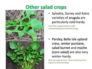 Other salad crops
• Sylvetta, Surrey and Astro
varieties of arugula are
particularly cold-hardy.
Even’Star arugula photo c...