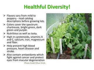 Healthful Diversity!
 Flavors vary from mild to
peppery - read catalog
descriptions before growing lots
 Colors cover th...