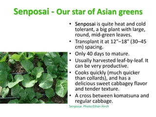 Senposai - Our star of Asian greens
• Senposai is quite heat and cold
tolerant, a big plant with large,
round, mid-green l...