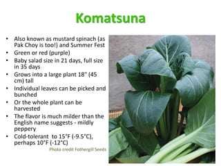 Komatsuna
• Also known as mustard spinach (as
Pak Choy is too!) and Summer Fest
• Green or red (purple)
• Baby salad size ...