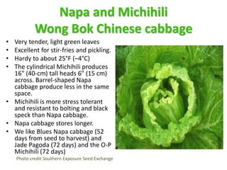 Napa and Michihili
Wong Bok Chinese cabbage
• Very tender, light green leaves
• Excellent for stir-fries and pickling.
• H...