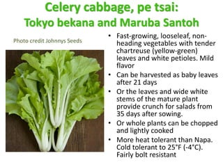 Celery cabbage, pe tsai:
Tokyo bekana and Maruba Santoh
Photo credit Johnnys Seeds
• Fast-growing, looseleaf, non-
heading...