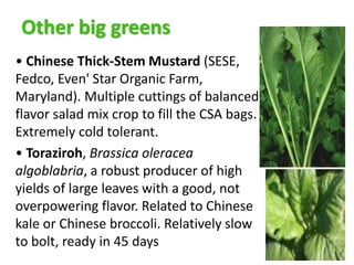 Other big greens
• Chinese Thick-Stem Mustard (SESE,
Fedco, Even' Star Organic Farm,
Maryland). Multiple cuttings of balan...