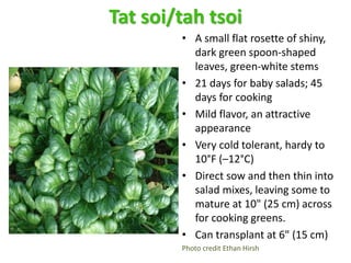 Tat soi/tah tsoi
• A small flat rosette of shiny,
dark green spoon-shaped
leaves, green-white stems
• 21 days for baby sal...
