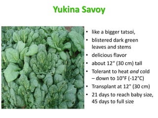 Yukina Savoy
• like a bigger tatsoi,
• blistered dark green
leaves and stems
• delicious flavor
• about 12“ (30 cm) tall
•...