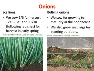 Onions
Scallions
• We sow 9/6 for harvest
12/1 - 3/1 and 11/18
(following radishes) for
harvest in early spring
Photo cred...