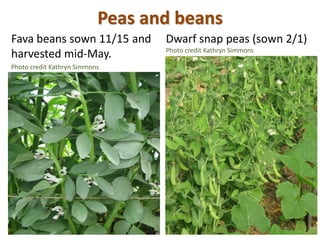 Peas and beans
Fava beans sown 11/15 and
harvested mid-May.
Photo credit Kathryn Simmons
Dwarf snap peas (sown 2/1)
Photo ...