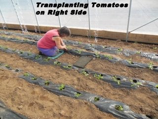 Transplanting Tomatoes
on Right Side
 