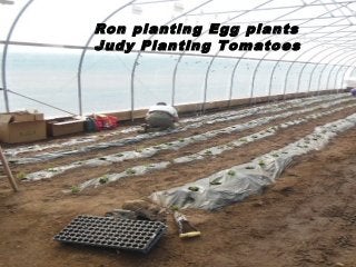 Ron planting Egg plants
Judy Planting Tomatoes
 