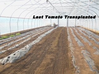 Last Tomato Transplanted
 