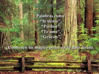 Palabras como: “ lo siento”, “ Perdón”, “ Te amo”, “ Gracias”, Contienen un mágico poder en tu fluir divino. 