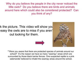 Why do you believe the people in the city never noticed the little owls?  Do you believe there are birds and animals around here which could also be considered protected?  Can you think of any? **Were you aware that there are protected species of animals around our  school?  It’s the reason we have so many “swampy” areas which are surrounded by those black barrier fences. One suspected reptile is a pink salamander believed to inhabit the swampy areas around the school. Click the picture. This video will show you how easy the owls are to miss if you aren’t  out looking for them. 