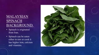 MALAYSIAN
SPINACH
BACKGROUND.
• Spinach is originated
from Iran.
• Spinach can be eaten
either in raw or cook it
has higher iron, calcium
and vitamins.
 
