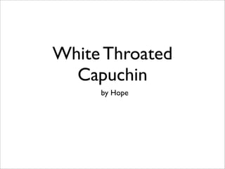 White Throated
  Capuchin
     by Hope
 