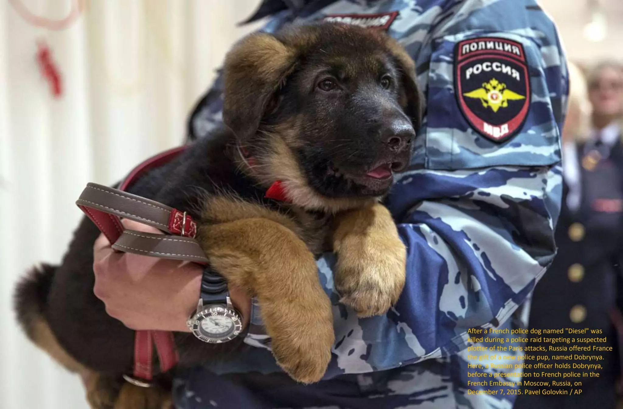 After a French police dog named "Diesel" was
killed during a police raid targeting a suspected
plotter of the Paris attacks, Russia offered France
the gift of a new police pup, named Dobrynya.
Here, a Russian police officer holds Dobrynya,
before a presentation to French police in the
French Embassy in Moscow, Russia, on
December 7, 2015. Pavel Golovkin / AP
 