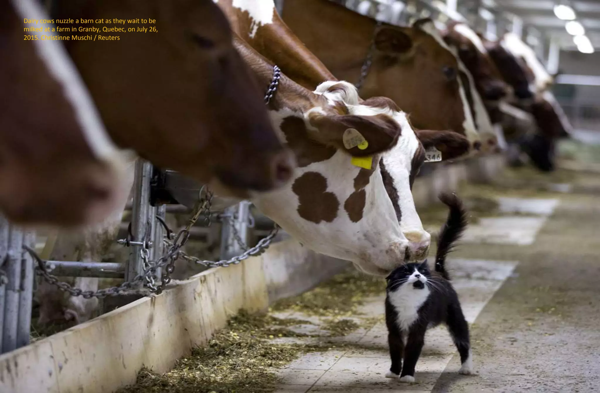 Dairy cows nuzzle a barn cat as they wait to be
milked at a farm in Granby, Quebec, on July 26,
2015. Christinne Muschi / Reuters
 