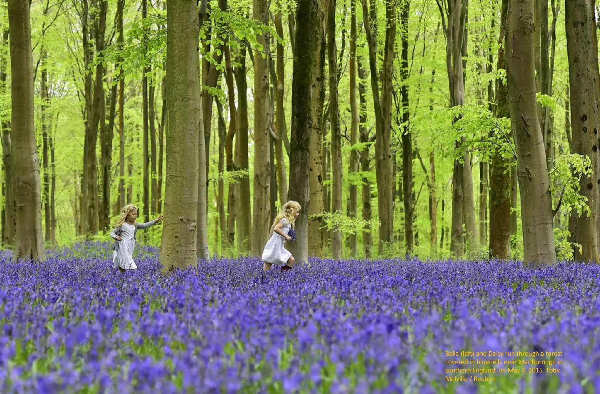Bella (left) and Daisy run through a forest
covered in bluebells near Marlborough in
southern England, on May 4, 2015. Toby
Melville / Reuters
 