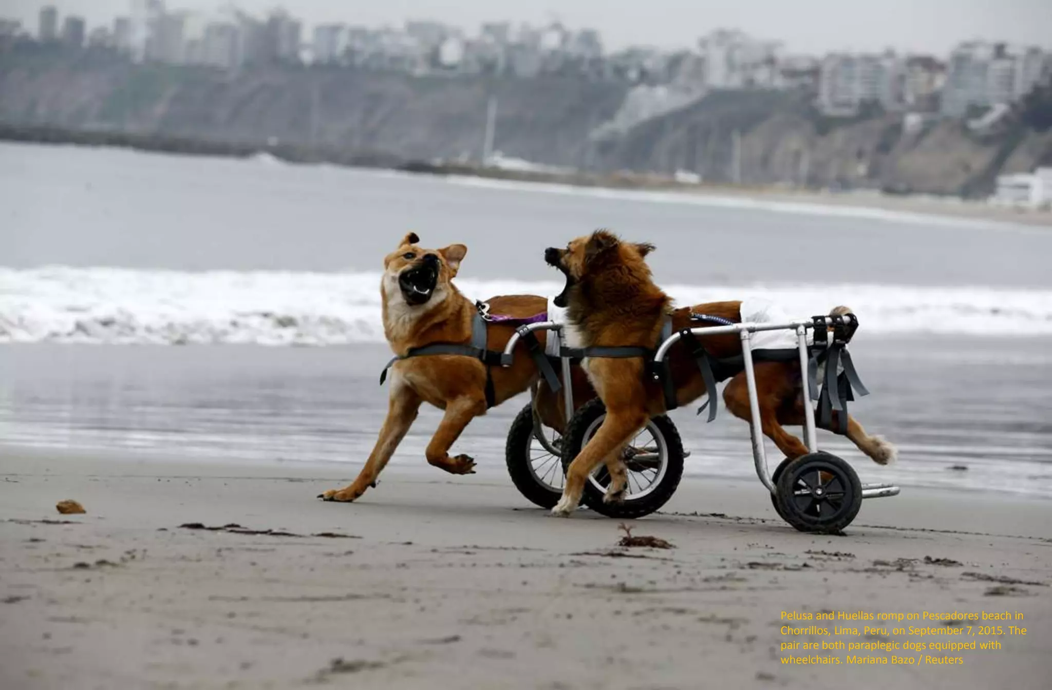 Pelusa and Huellas romp on Pescadores beach in
Chorrillos, Lima, Peru, on September 7, 2015. The
pair are both paraplegic dogs equipped with
wheelchairs. Mariana Bazo / Reuters
 