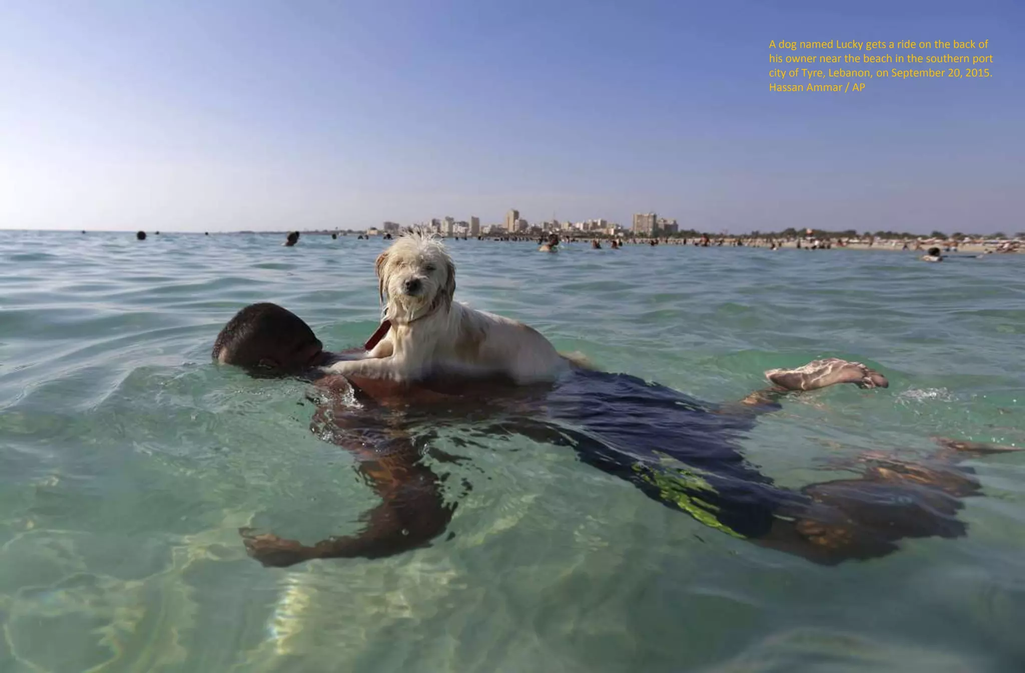 A dog named Lucky gets a ride on the back of
his owner near the beach in the southern port
city of Tyre, Lebanon, on September 20, 2015.
Hassan Ammar / AP
 