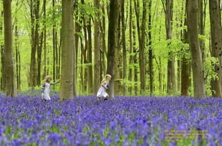 Bella (left) and Daisy run through a forest
covered in bluebells near Marlborough in
southern England, on May 4, 2015. Toby
Melville / Reuters
 