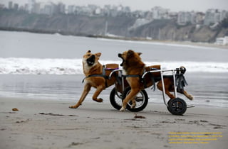 Pelusa and Huellas romp on Pescadores beach in
Chorrillos, Lima, Peru, on September 7, 2015. The
pair are both paraplegic dogs equipped with
wheelchairs. Mariana Bazo / Reuters
 