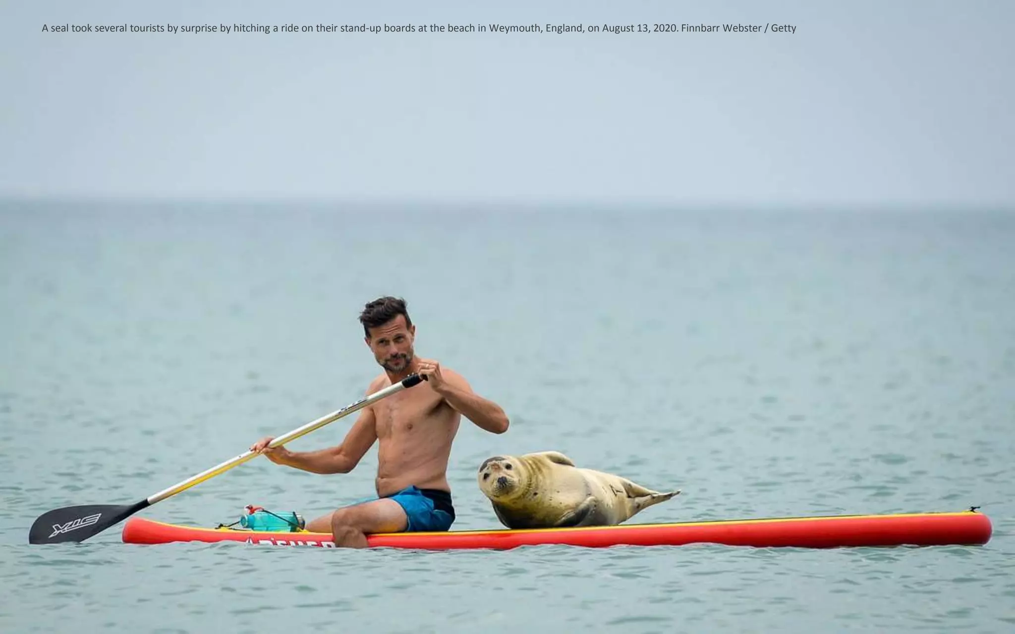 A seal took several tourists by surprise by hitching a ride on their stand-up boards at the beach in Weymouth, England, on August 13, 2020. Finnbarr Webster / Getty
 