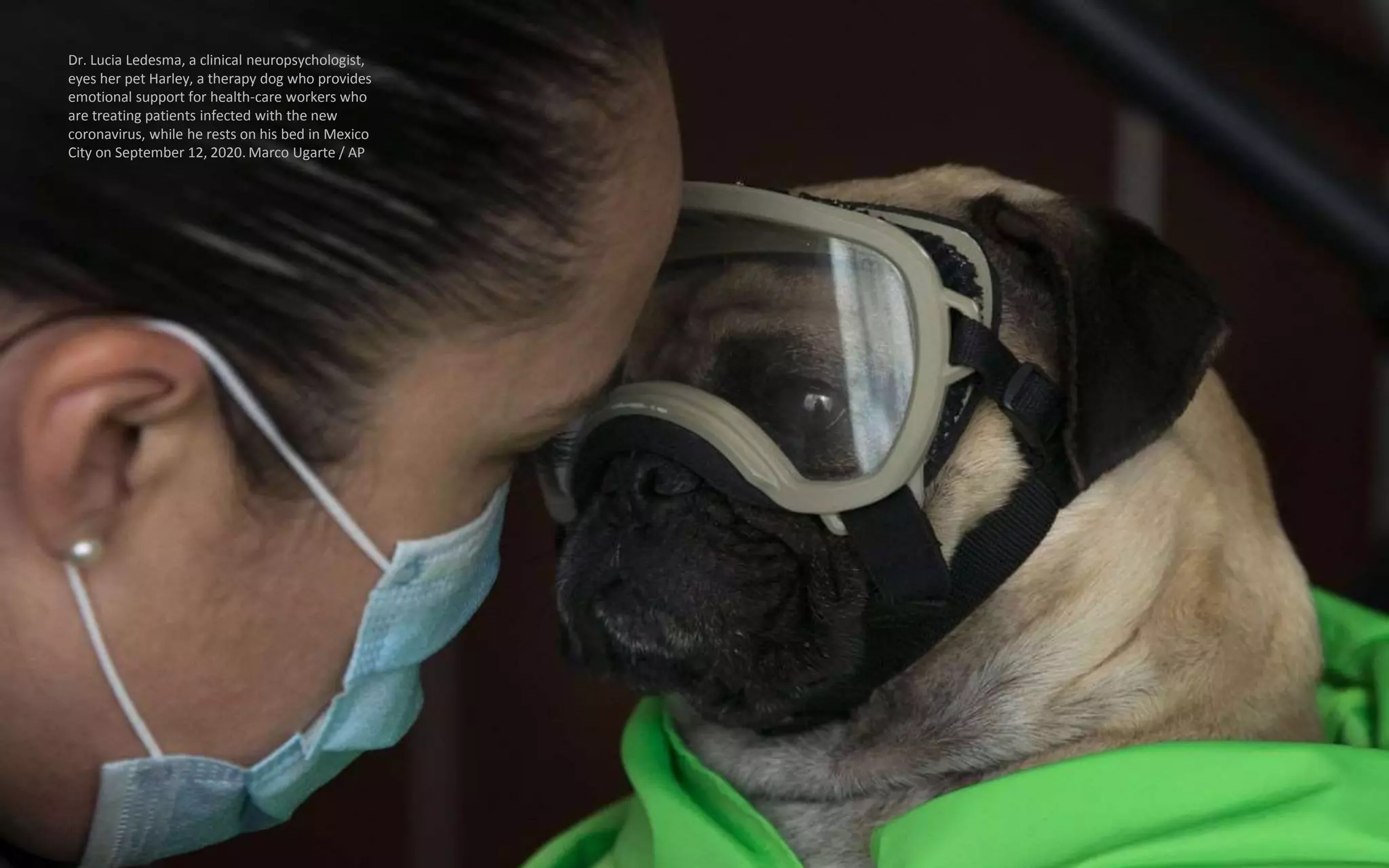 Dr. Lucia Ledesma, a clinical neuropsychologist,
eyes her pet Harley, a therapy dog who provides
emotional support for health-care workers who
are treating patients infected with the new
coronavirus, while he rests on his bed in Mexico
City on September 12, 2020. Marco Ugarte / AP
 