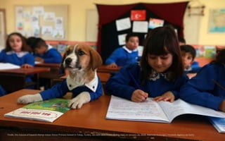 Findik, the mascot of Kayacik Martyr Haluk Yilmaz Primary School in Tokay, Turkey, sits with desk mates during class on Ja...