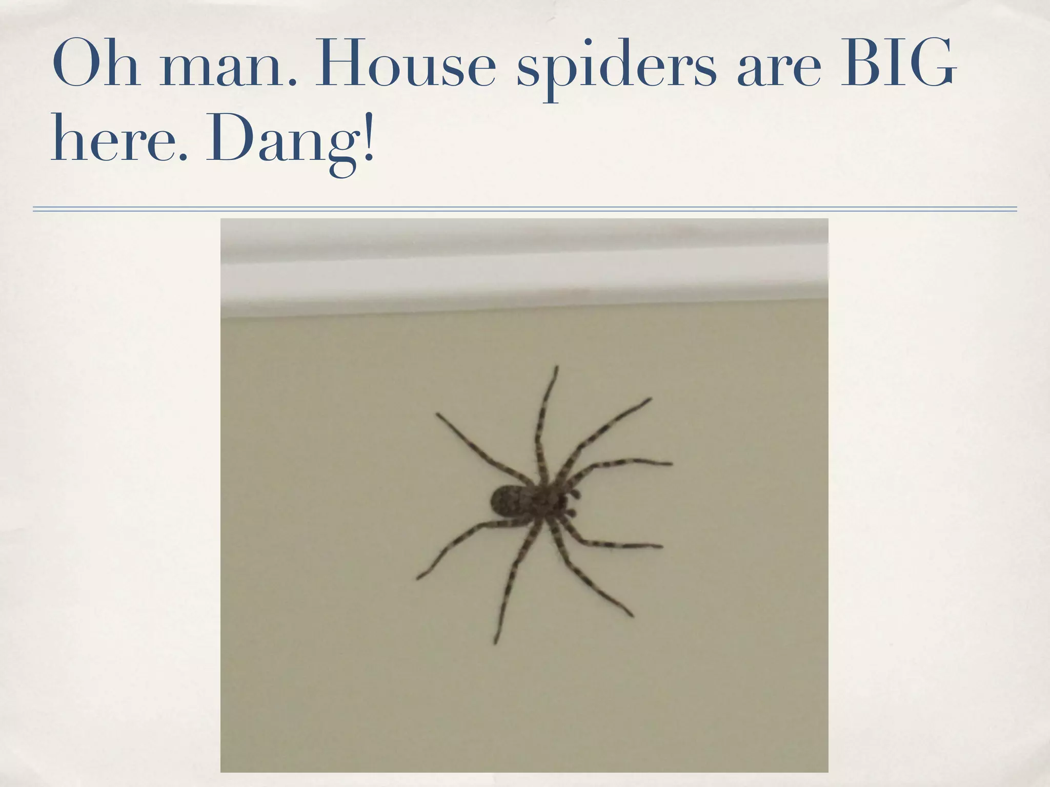 Oh man. House spiders are BIG
here. Dang!
 