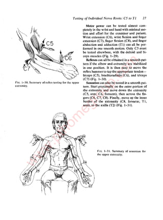 Hoppenfield orthopaedic.neurology | PDF
