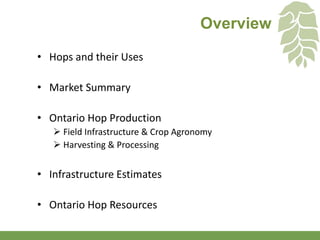 Hop Productions Process Hops - A Brewing Industry - Elford | PDF