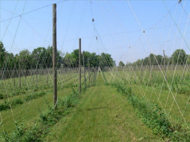 hops a brewing industry elford 28 638