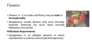 Mango Reproductive System Production technology of mangosteen | PPTX