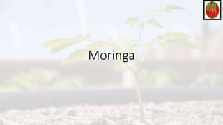Moringa
 