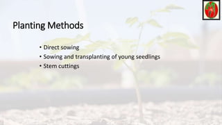 Planting Methods
• Direct sowing
• Sowing and transplanting of young seedlings
• Stem cuttings
 