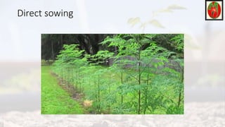 Direct sowing
 