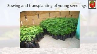 Sowing and transplanting of young seedlings
 