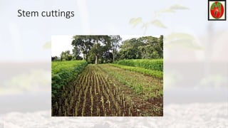 Stem cuttings
 