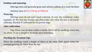 Fertilizer and manuring:
Moringa trees will generally grow well without adding very much fertilizer.
fertilizer dose of 45:15:30 kg of NPK/pit
Watering
Moringa trees do not need much watering. In very dry conditions, water
regularly for the first two months and afterwards only when the tree is obviously
suffering. Rainfall Is sufficient for all growth stage
Pinching the Terminal Tips:
When the seedlings reach a height of 60cm in the main field, pinch (trim) the
terminal growing tip 10cm from the top.
After cultivation:
Gap filling may be done within a month. Pinch off the seedlings when they
are about 75 cm in height to facilitate more branching.
 