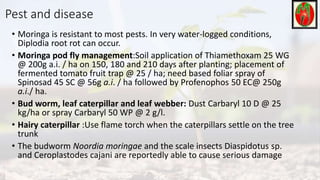 Pest and disease
• Moringa is resistant to most pests. In very water-logged conditions,
Diplodia root rot can occur.
• Moringa pod fly management:Soil application of Thiamethoxam 25 WG
@ 200g a.i. / ha on 150, 180 and 210 days after planting; placement of
fermented tomato fruit trap @ 25 / ha; need based foliar spray of
Spinosad 45 SC @ 56g a.i. / ha followed by Profenophos 50 EC@ 250g
a.i./ ha.
• Bud worm, leaf caterpillar and leaf webber: Dust Carbaryl 10 D @ 25
kg/ha or spray Carbaryl 50 WP @ 2 g/l.
• Hairy caterpillar :Use flame torch when the caterpillars settle on the tree
trunk
• The budworm Noordia moringae and the scale insects Diaspidotus sp.
and Ceroplastodes cajani are reportedly able to cause serious damage
 