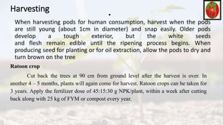 Harvesting
•
When harvesting pods for human consumption, harvest when the pods
are still young (about 1cm in diameter) and snap easily. Older pods
develop a tough exterior, but the white seeds
and flesh remain edible until the ripening process begins. When
producing seed for planting or for oil extraction, allow the pods to dry and
turn brown on the tree
Ratoon crop
Cut back the trees at 90 cm from ground level after the harvest is over. In
another 4 – 5 months, plants will again come for harvest. Ratoon crops can be taken for
3 years. Apply the fertilizer dose of 45:15:30 g NPK/plant, within a week after cutting
back along with 25 kg of FYM or compost every year.
 