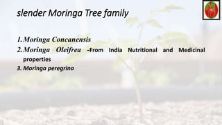 slender Moringa Tree family
1.Moringa Concanensis
2.Moringa Oleifrea -From India Nutritional and Medicinal
properties
3. Moringa peregrina
 