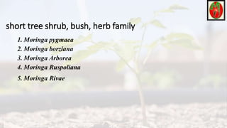 short tree shrub, bush, herb family
1. Moringa pygmaea
2. Moringa borziana
3. Moringa Arborea
4. Moringa Ruspoliana
5. Moringa Rivae
 