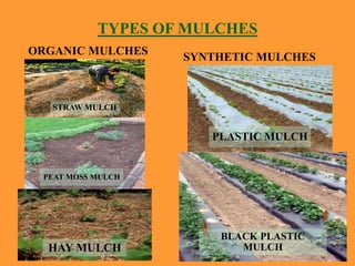 TYPES OF MULCHES
ORGANIC MULCHES
STRAW MULCH
SYNTHETIC MULCHES
PEAT MOSS MULCH
HAY MULCH
PLASTIC MULCH
BLACK PLASTIC
MULCH
 