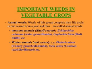 IMPORTANT WEEDS IN
VEGETABLE CROPS
– Annual weeds: Weeds of this group complete their life cycle
in one season or in a year and thus are called annual weeds.
• monsoon annuals (Kharif season): Echinochloa
colomum (water grass/Jhanda), Euphorbia hirta (Badi
dudhi) etc.
• Winter annuals (rabi season): e.g. Phalaris minor
(Canary grass/Guli-danda), Vicia sativa (Common
vetch/RoriRewari) etc.
 