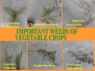 Cyanodon
dactylon
Echinocloa colonum
Digitaria
sanguinalis
Cyperus
rotundus
Euphorbia hirta Euphorbia
microphylla
 