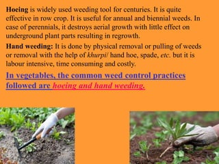 Hoeing is widely used weeding tool for centuries. It is quite
effective in row crop. It is useful for annual and biennial weeds. In
case of perennials, it destroys aerial growth with little effect on
underground plant parts resulting in regrowth.
Hand weeding: It is done by physical removal or pulling of weeds
or removal with the help of khurpi/ hand hoe, spade, etc. but it is
labour intensive, time consuming and costly.
In vegetables, the common weed control practices
followed are hoeing and hand weeding.
 