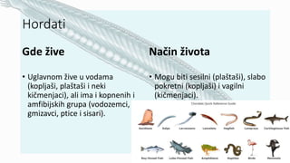 Hordati
Gde žive
• Uglavnom žive u vodama
(kopljaši, plaštaši i neki
kičmenjaci), ali ima i kopnenih i
amfibijskih grupa (vodozemci,
gmizavci, ptice i sisari).
Način života
• Mogu biti sesilni (plaštaši), slabo
pokretni (kopljaši) i vagilni
(kičmenjaci).
 